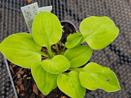 Hosta ´Lady Bug´